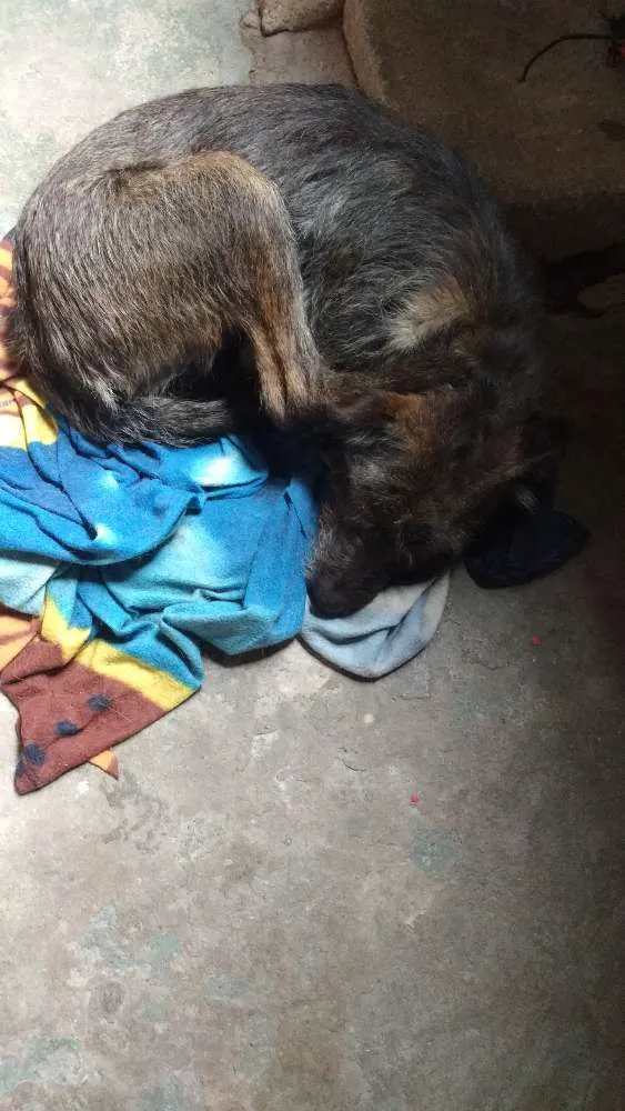Cachorro raça Vira lata  idade 6 ou mais anos nome Kiara