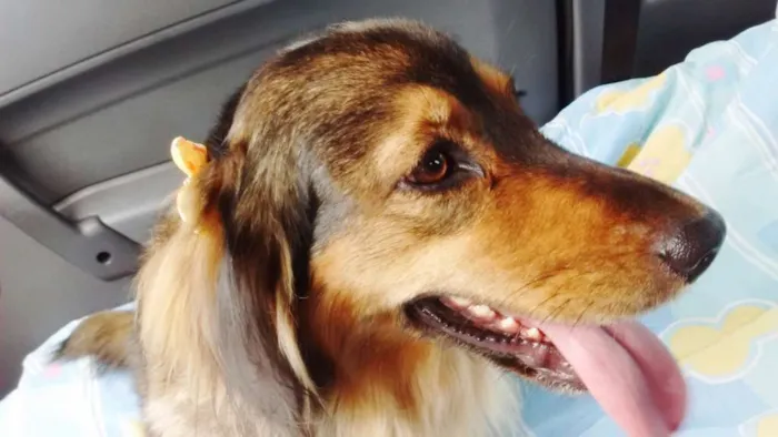 Cachorro ra a Sem raça idade 5 anos nome Bina