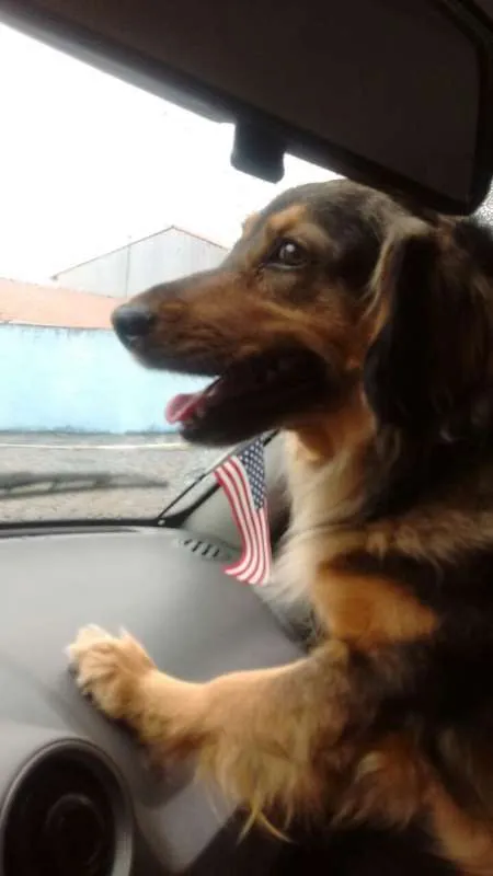 Cachorro ra a Sem raça idade 5 anos nome Bina