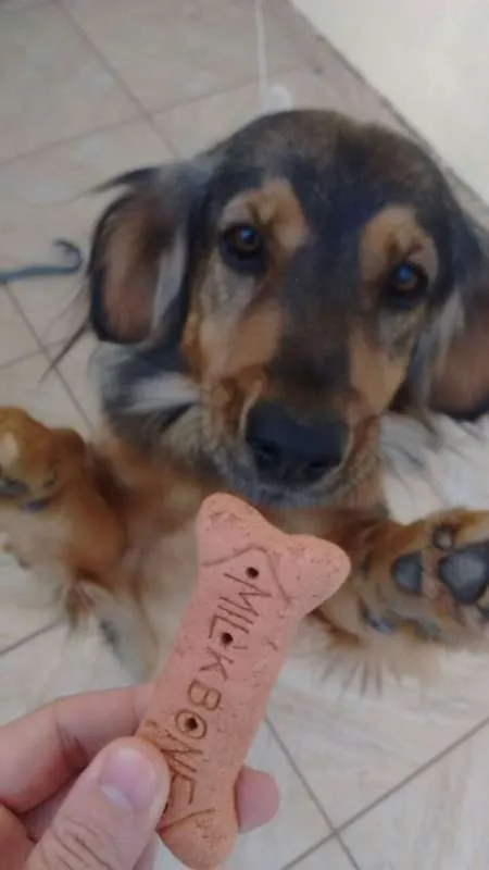 Cachorro ra a Sem raça idade 5 anos nome Bina