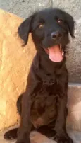 Cachorro raça Vira Lata idade 2 a 6 meses nome Bradoc