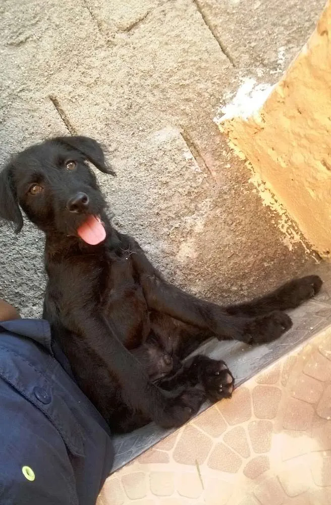 Cachorro raça Vira Lata idade 2 a 6 meses nome Bradoc