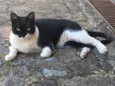 Minu Minu