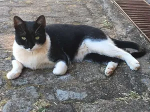 Gato raça  idade 3 anos nome Minu Minu
