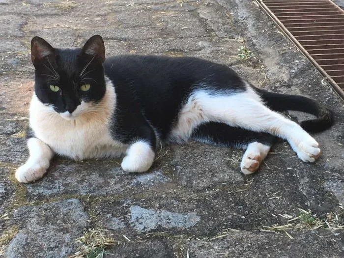 Gato ra a  idade 3 anos nome Minu Minu