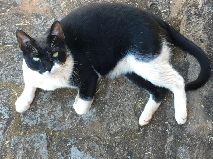 Gato ra a  idade 3 anos nome Minu Minu