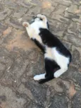 Minu Minu