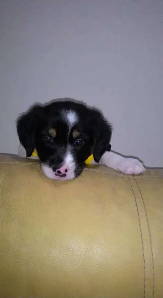 Cachorro ra a Srd idade Abaixo de 2 meses nome Logan