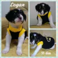 Logan