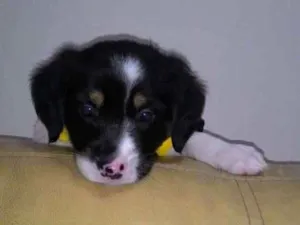 Cachorro raça Srd idade Abaixo de 2 meses nome Logan