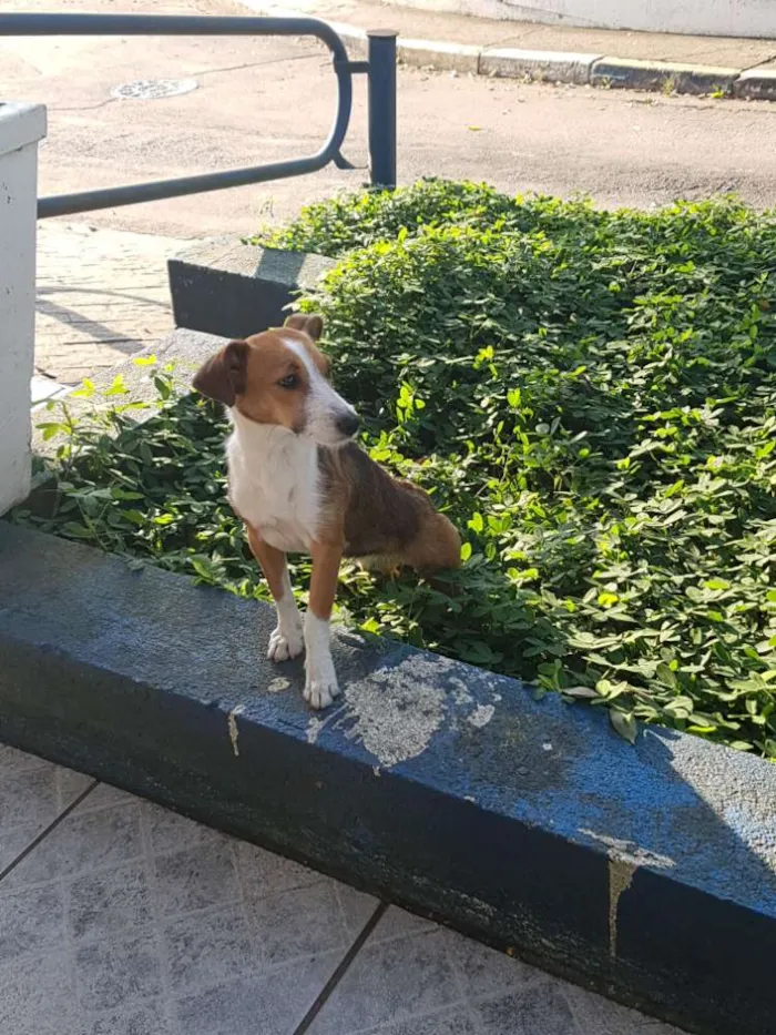 Cachorro ra a Vira-lata idade 1 ano nome Tamanca