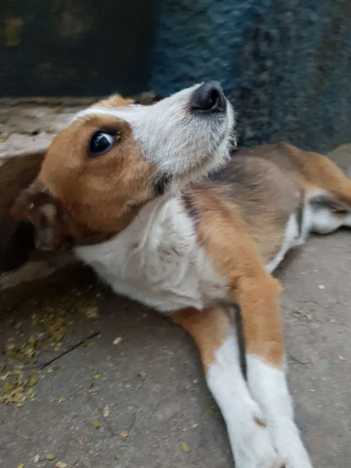 Cachorro ra a Vira-lata idade 1 ano nome Tamanca