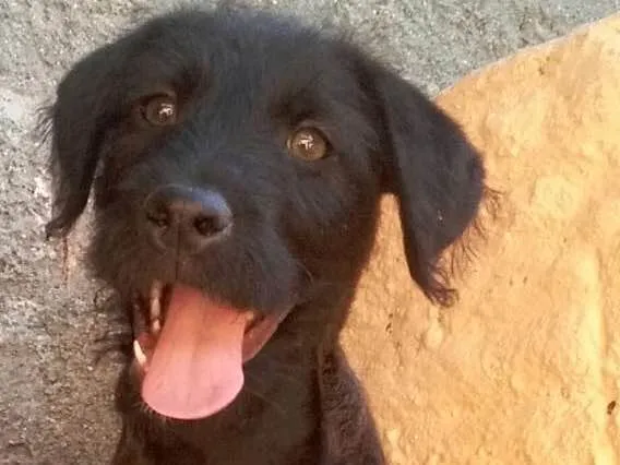 Cachorro raça Vira Lata idade 2 a 6 meses nome Bradoc