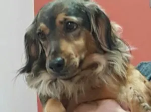 Cachorro raça Sem raça idade 5 anos nome Bina