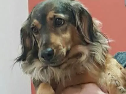 Cachorro ra a Sem raça idade 5 anos nome Bina