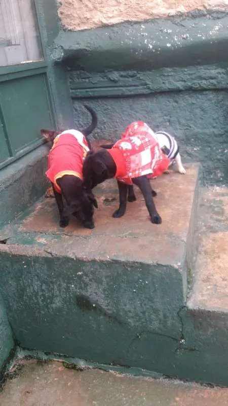 Cachorro ra a SRD idade 1 ano nome Fumaça