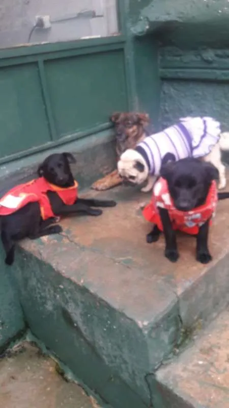 Cachorro ra a SRD idade 1 ano nome Fumaça