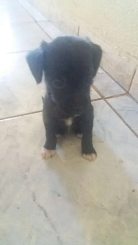 Cachorro ra a pinscher idade Abaixo de 2 meses nome Stela