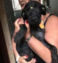 Fumaça