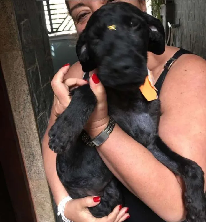 Cachorro ra a SRD idade 1 ano nome Fumaça