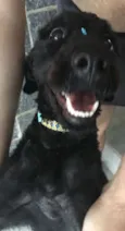 Fumaça