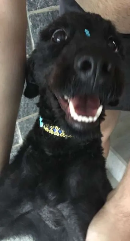 Cachorro ra a SRD idade 1 ano nome Fumaça