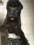 Fumaça