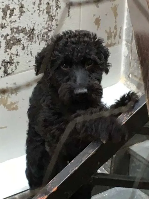 Cachorro ra a SRD idade 1 ano nome Fumaça
