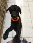 Fumaça
