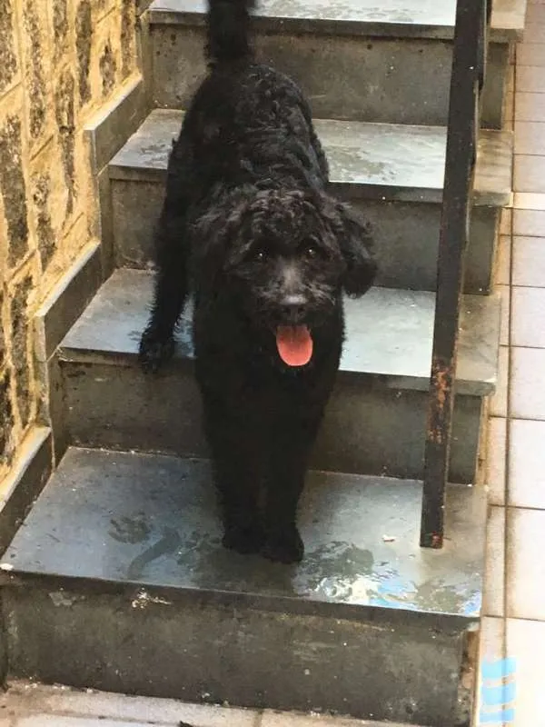 Cachorro ra a SRD idade 1 ano nome Fumaça