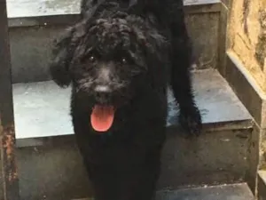 Cachorro raça SRD idade 1 ano nome Fumaça