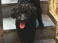 Fumaça
