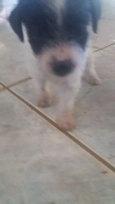 Cachorro ra a pinscher idade Abaixo de 2 meses nome Stela