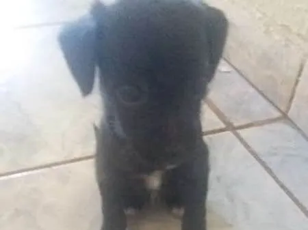 Cachorro ra a pinscher idade Abaixo de 2 meses nome Stela