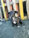 Cachorro raça mistura de labrador com rnd idade 2 a 6 meses nome cão