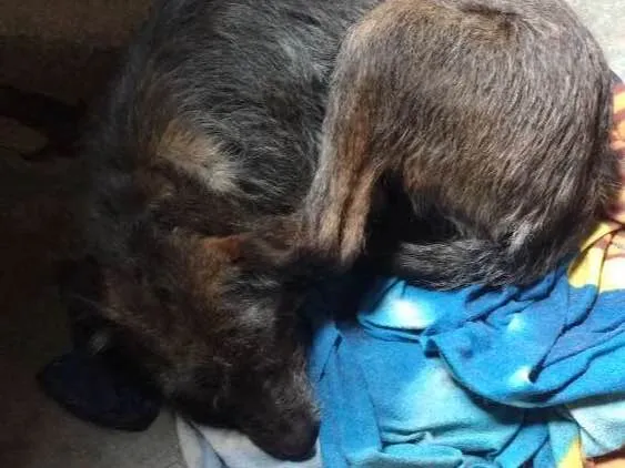 Cachorro raça Vira lata  idade 6 ou mais anos nome Kiara