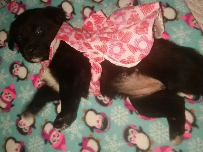 Cachorro ra a Srd  idade Abaixo de 2 meses nome Kira