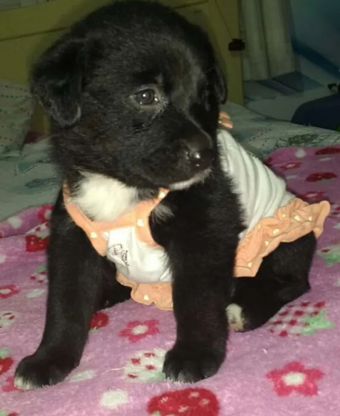 Cachorro ra a Srd  idade Abaixo de 2 meses nome Kira