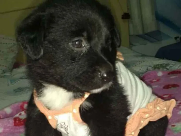 Cachorro ra a Srd  idade Abaixo de 2 meses nome Kira