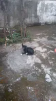 Pipa