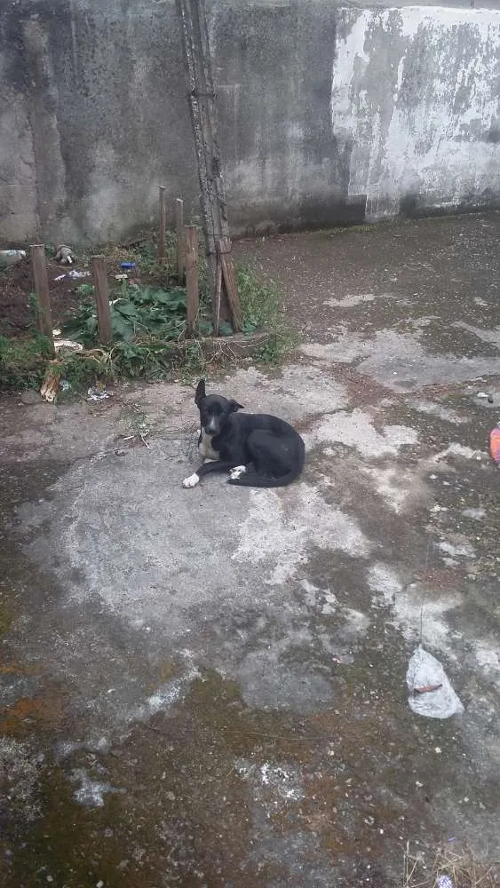 Cachorro ra a Viralata idade 7 a 11 meses nome Pipa