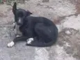 Pipa