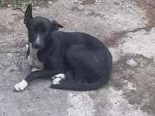 Cachorro ra a Viralata idade 7 a 11 meses nome Pipa