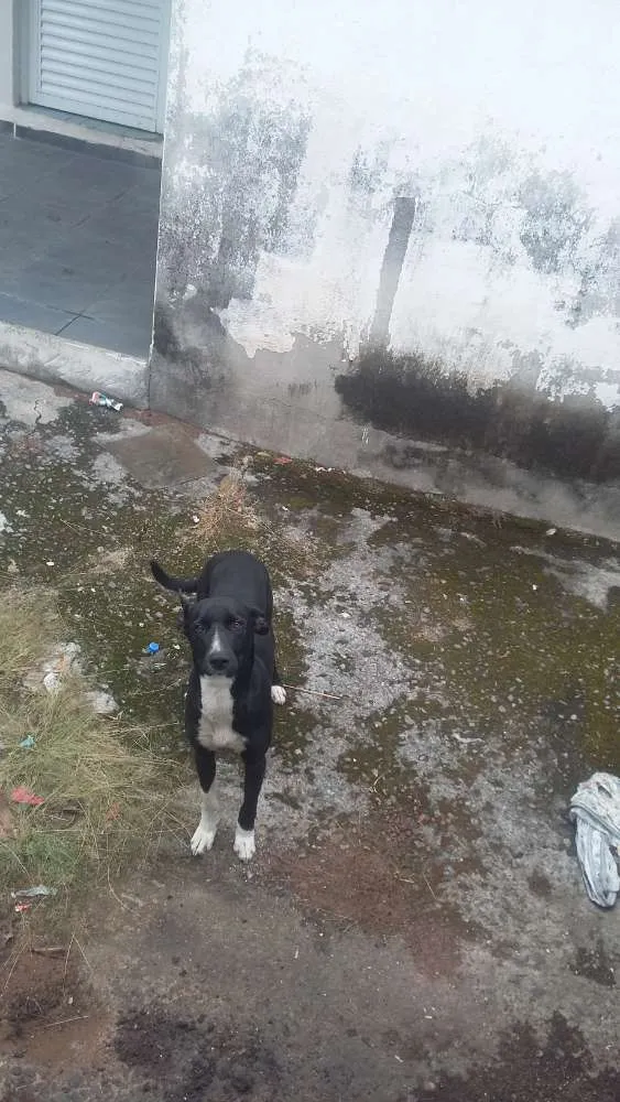 Cachorro ra a Viralata idade 7 a 11 meses nome Pipa