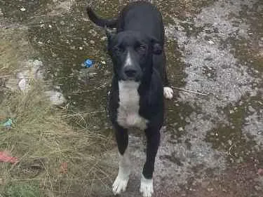 Cachorro ra a Viralata idade 7 a 11 meses nome Pipa