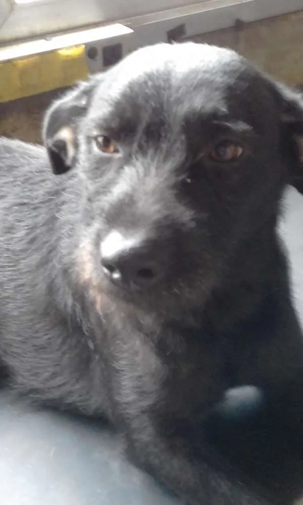 Cachorro ra a Indefinida idade 1 ano nome Neguita