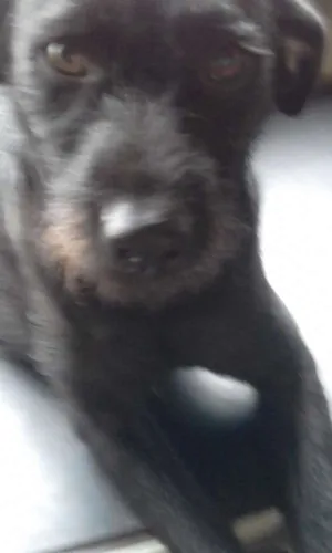 Cachorro raça Indefinida idade 1 ano nome Neguita