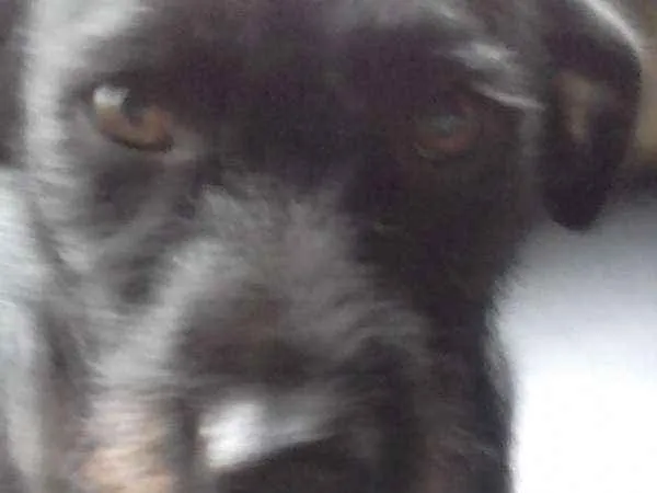 Cachorro ra a Indefinida idade 1 ano nome Neguita