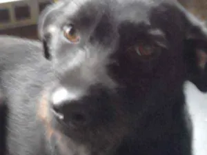 Cachorro raça Indefinida idade 1 ano nome Neguita