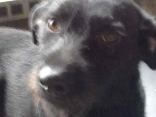 Cachorro ra a Indefinida idade 1 ano nome Neguita
